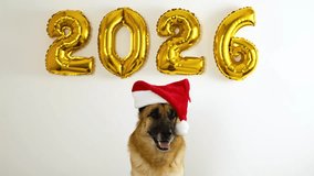 Animated greeting card with a dog and golden balloons in the shape of numbers 2026. A cheerful German Shepherd dog wears a red Santa helper hat. Happy New Year and Merry Christmas concept - Powered by Shutterstock - Get 15% off with code: PIKWIZARD15