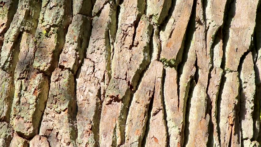 Texture pattern of the old huge giant Patriarch Oak tree trunk bark moss and leaves in Bielaviezskaja Pusca National Park Bialowieza Forest Brest Region Belarus.