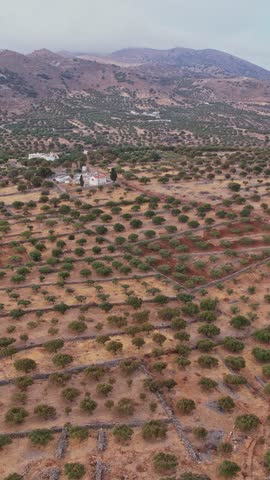 An expansive rural landscape showcases countless olive trees cultivated in neat rows under a clear sky in Crete, depicting the serene agricultural life of the region.