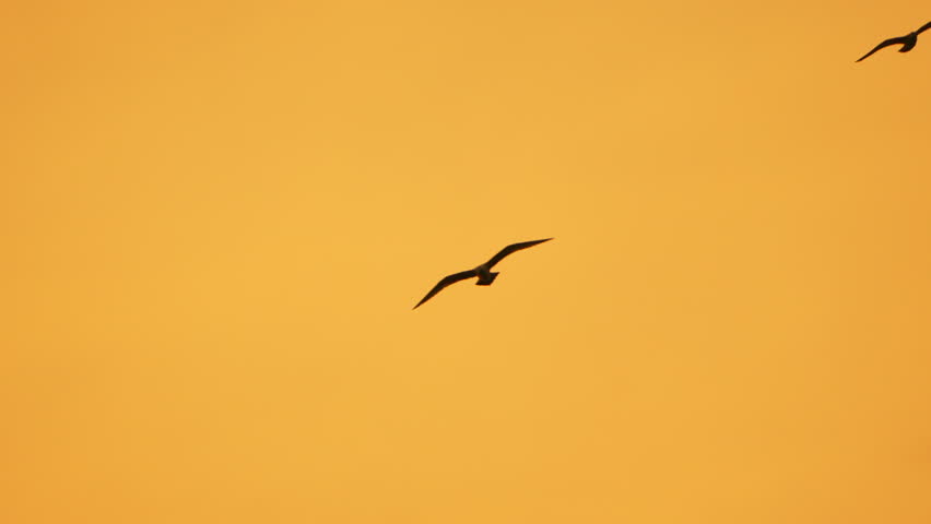 Bird flying sunset single bird glides peacefully across a vibrant orange sky