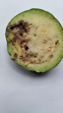 fruit maggots moving around in rotten guava fruit