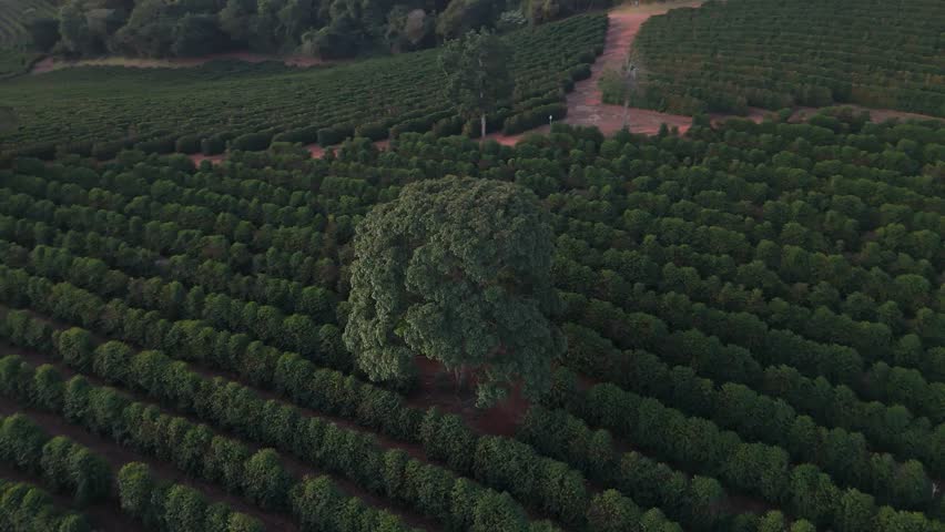 Aerial shot of a lone tree standing tall amid neatly planted rows of coffee a striking contrast between nature’s resilience and cultivated farmland, captured from above.