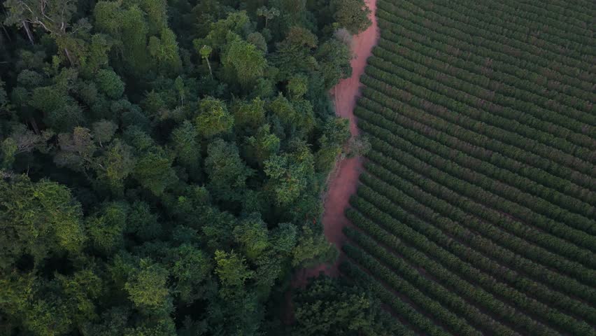 Aerial shot begins over a sunlit Brazilian coffee farm, then drifts toward the edge of the plantation, revealing the lush tree canopy of the surrounding native forest.