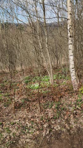 A panoramic video of a mountain landscape in spring with green trees, hills and a path. Perfect for travel, nature, and adventure themes.