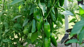 Jalapeno peppers on the bush. Beautiful green jalapeno peppers in the garden. - Powered by Shutterstock - Get 15% off with code: PIKWIZARD15