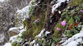 Cyclamen flower covered by growing pink blossom is bloom in nature forest Hyrcanian jungle in Iran snow highland mountain plant petals spring rainfall outdoors greenery scenic tranquility wild woods - Powered by Shutterstock - Get 15% off with code: PIKWIZARD15