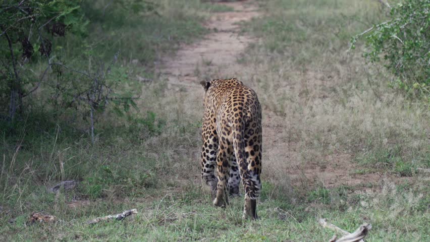 Leopard walking away on dirt path in Yala, wild mood with sense of calm solitude