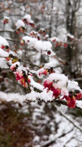 parrotia persica blossom in Winter old tree full of flower in snow frozen red bright blooming in Iran Gilan hyrcanian forest amazing nature and scenic landscape outdoor branch in cold frost wonderful.