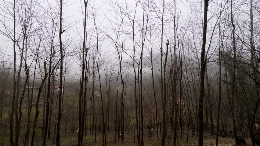 Forest background and bare tree branch under heavy rain in winter season snow melt and ice in rural village countryside mountain highland Hyrcanian nature local farm agriculture road in Gilan Rasht