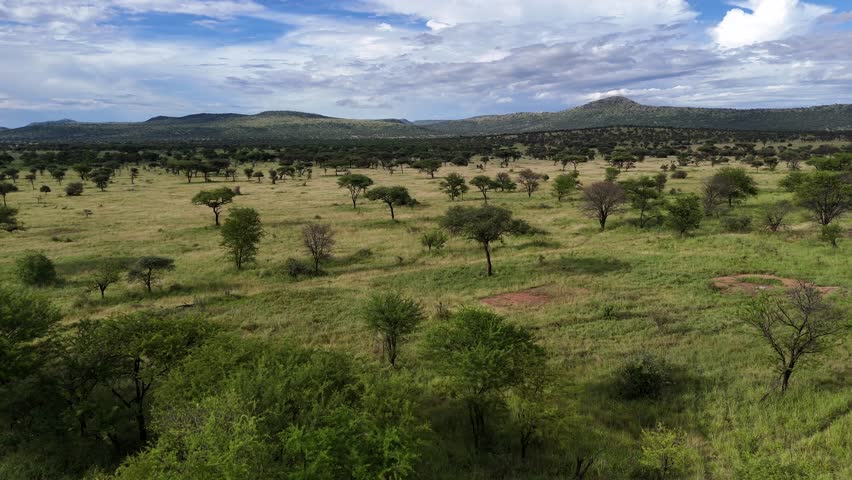 Aerial View of the Serengeti National Park during daytime.