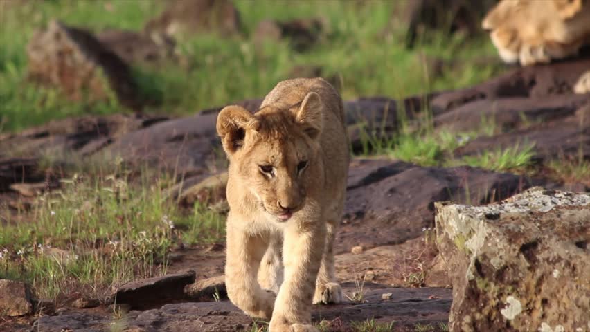 Lion cub walking on rocky ground in the Masai Mara National Park in Kenya.