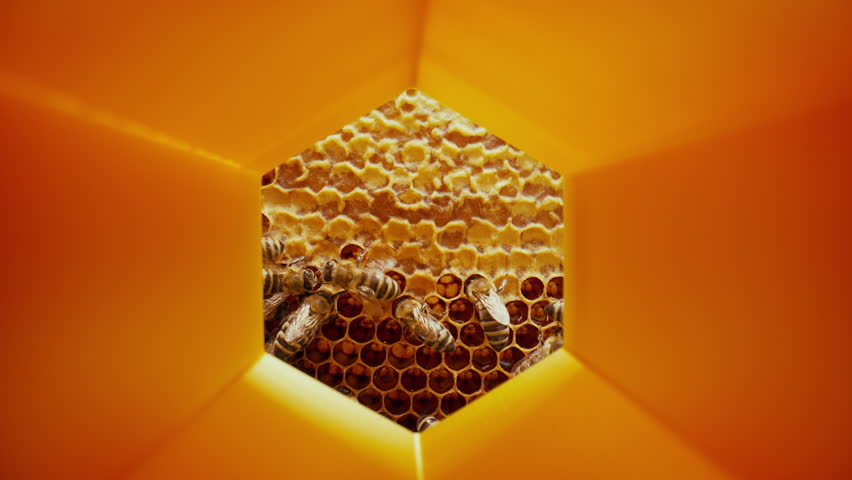 Extreme Macro Slider Shot Inside Beehive with Bees Working in Honeycomb Cells