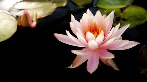 Time lapse opening of water lily flower 
