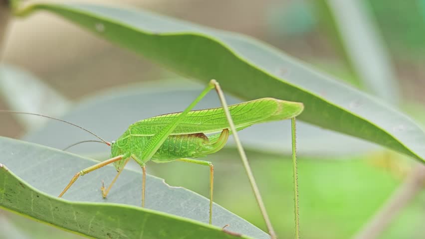 Grasshoppers on leaves on the background