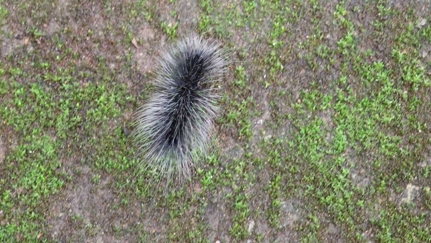 Black fluffy worm on the background