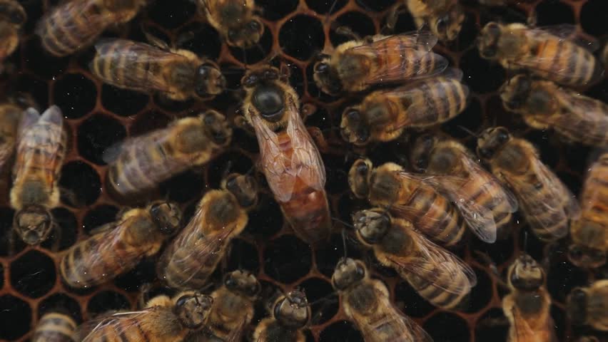 Queen Bee Surrounded by Worker Bees in a Honeycomb Hive Closeup