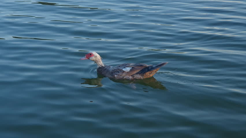Wild duck is swimming in a lake at sunset.