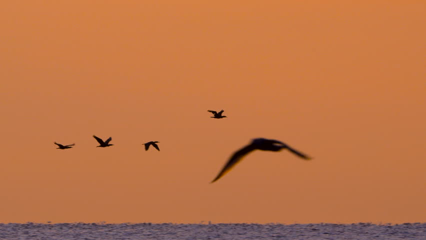Flying birds over gentle waves on the sandy shore of Gdynia Orłowo at sunrise, captured in slow motion with soft morning light.