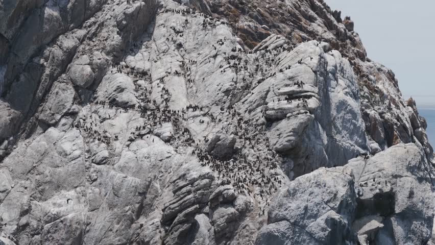 Close-up drone footage of seabirds perched on the rugged surface of Morro Rock in Morro Bay, California. A natural habitat for local wildlife, this coastal monolith rises from the Pacific shoreline.