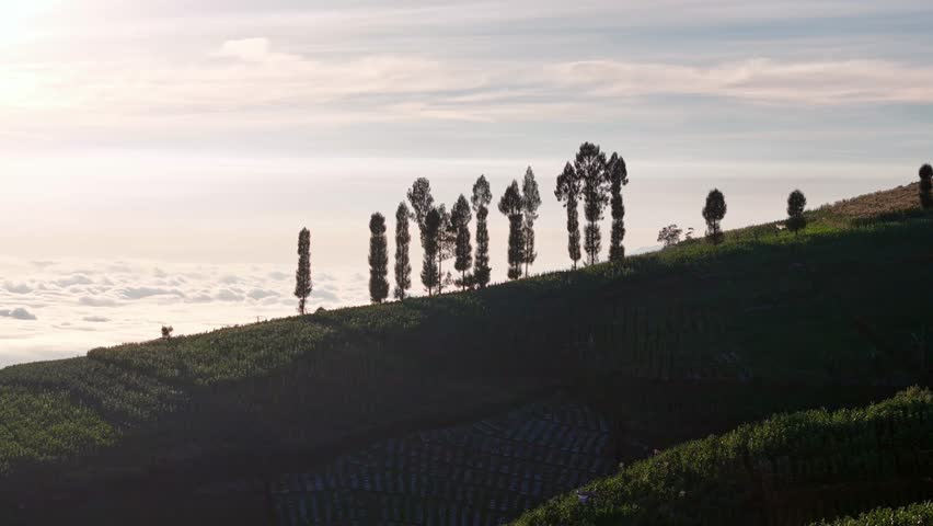 Silhouettes of tall trees standing along a terraced hillside at sunrise, with a dramatic sea of clouds stretching across the horizon. Indonesia nature landscape.