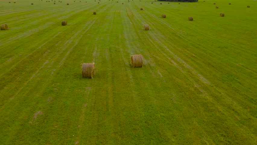 Aerial drone video orbiting and flying around freshly made silage wheat hay bales that are on a grassy green farm land after rain has just fallen and made the hay bales wet and damp, cloudy day.
