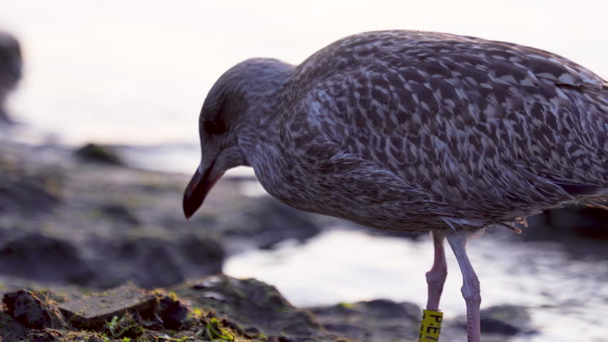 Juvenile gull catches prey along rocky coastal terrain, yellow leg tag visible.