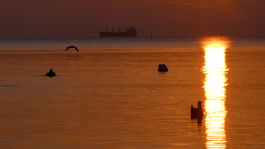 Birds interacting on glowing water under a vivid sunrise with a ship on the sea line.