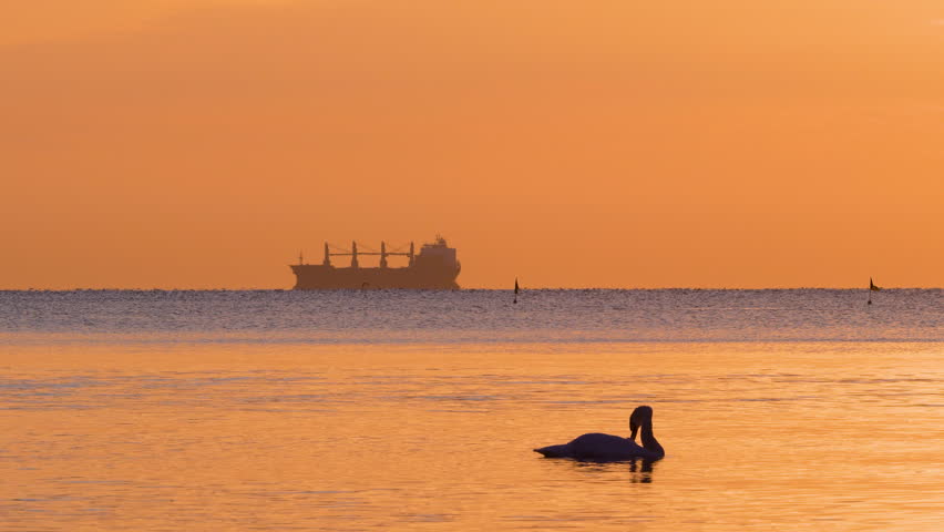 A lone swan stands gracefully on the wet sand of Gdynia Orłowo beach at sunrise, with golden light reflecting off gentle waves.