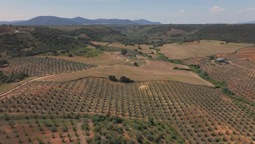 The drone's forward flight reveals a vast, rolling landscape of lined olive groves, scattered farmhouses, and freshly harvested fields with hay bales visible on rural estates.Toledo,España