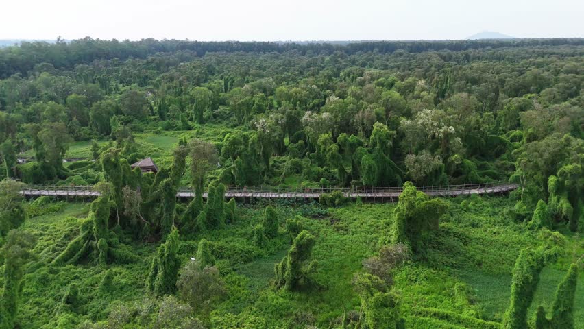 The Tra Su forest in An Giang, Vietnam, with dense greenery, wild creepers, and scattered wetland trees