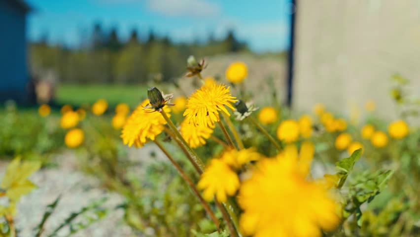 Yellow Dandelion Flowers In The Garden On A Windy Day. - closeup shot