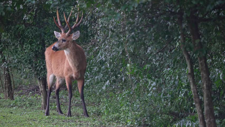 Marsh deer (Blastocerus dichotomus) with prominent antlers stands attentively at the edge of forest, feeding on branches in Ibera National Park, Corrientes Province, Argentina. Static side shot