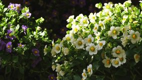 Extreme close-up vertical video of flowering plants on Aegina island, Greece. Bright white flowers with yellow centers in sunlight dominate the foreground; purple blossoms appear shaded in background - Powered by Shutterstock - Get 15% off with code: PIKWIZARD15