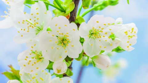 HD macro time lapse video of a cherry fruit tree flower growing and blossoming on a blue background/Cherry tree blooming macro timelapse : vidéo de stock