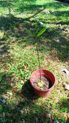 Alligator pear saplings. An avocado sapling sprouting from seed swaying in the wind. Avocado pear, Persea Americana or named avokado young plants vedio taken from Kepala Batas, Penang, Malaysia.