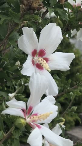 Hibiscus. White and red center Hibiscus flower. Close up of Hibiscus rosa-sinensis Flower