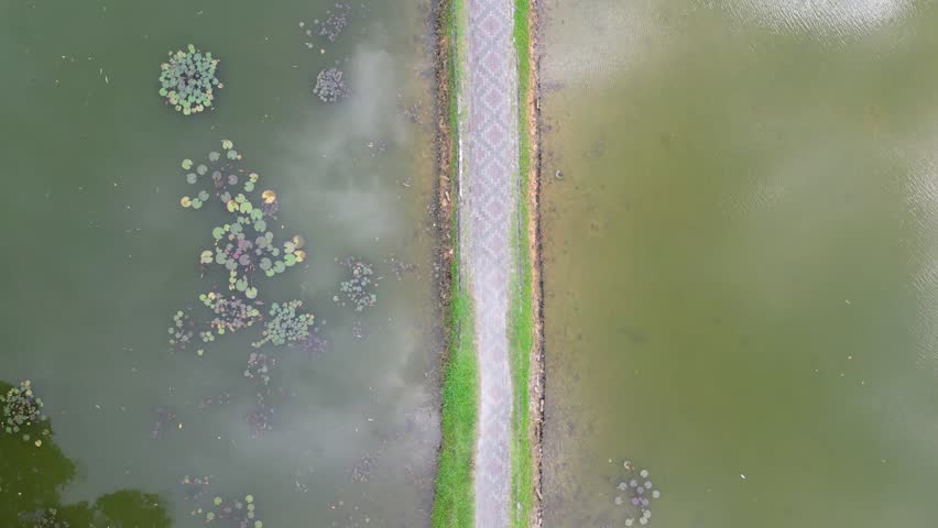 A bridge over a body of water with a green and brown color. The water is murky and has a lot of plants growing in it. Aerial view Taiping Lake