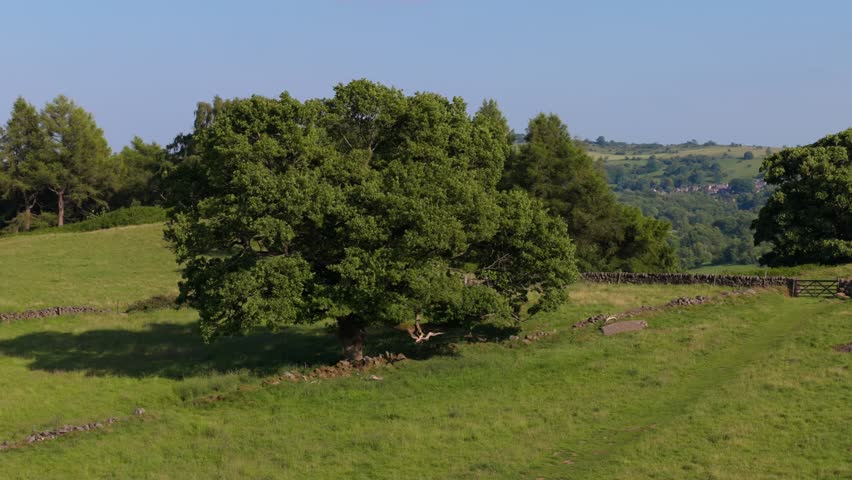 A drone shot of a lone oak tree standing in a lush green pasture with rolling hills under clear blue skies