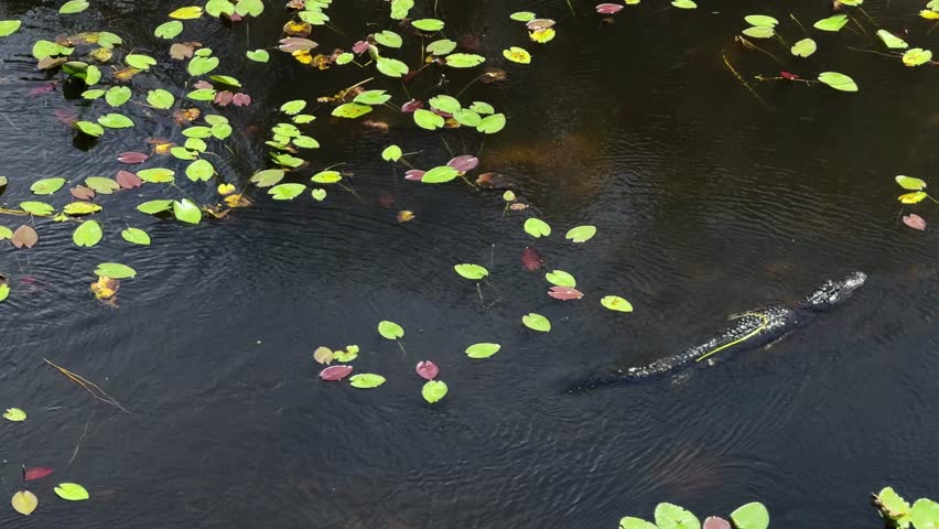 A wildlife shot of an alligator swimming in Shark River Slough near Shark Valley Tower