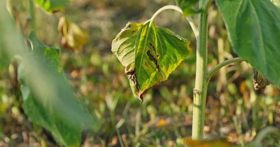 A close-up shot of a sunflower leaf showing signs of disease and decay, with brown and yellow spots against a green background, indicating crop stress or plant pathology.