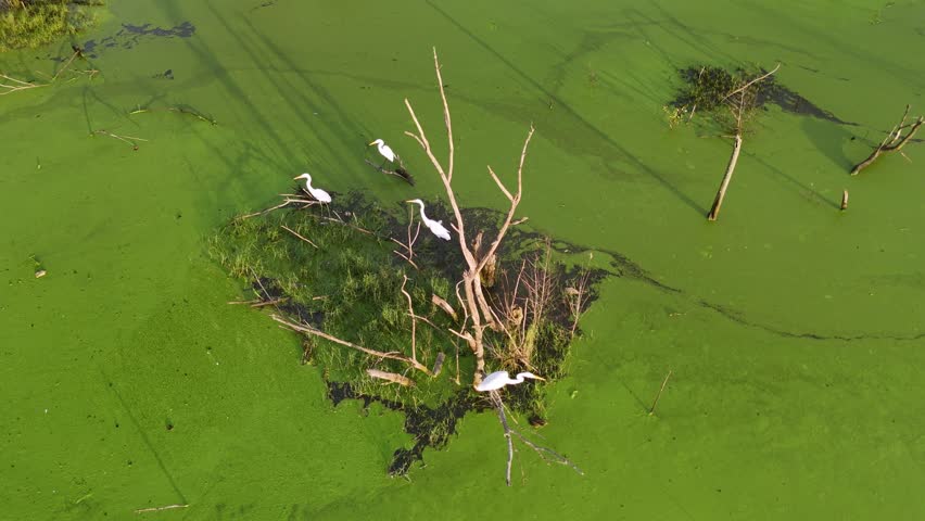 A group of birds are swimming in a green pond. There are three birds in the foreground and two in the background