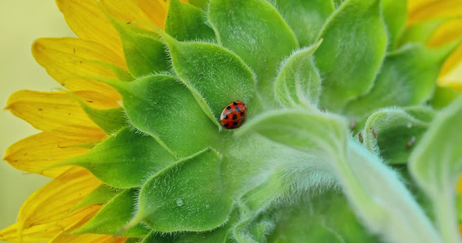 A close-up of the back of a sunflower with a ladybug resting on its green sepals. Captured in natural sunlight with a soft, blurred background.