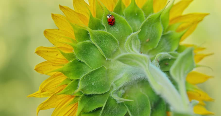 A close-up of the back of a sunflower with a ladybug resting on its green sepals. Captured in natural sunlight with a soft, blurred background.