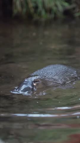 portrait of a platypus swimming on the surface of the water