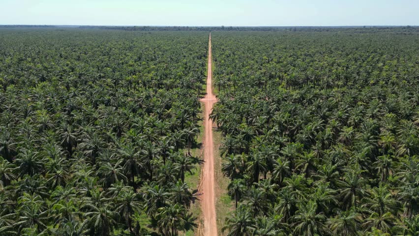 Aerial drone video showing an extensive oil palm (Elaeis guineensis) plantation in the rural area of Tailandia municipality, in the state of Para, Brazil