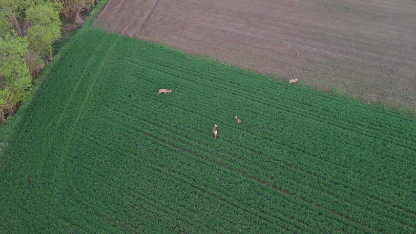 Drone shot of wild deer grazing on the edge of a green spring field, bordered by forest and farmland.