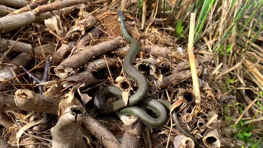 Oriental rat snake,venomous pit viper species native,python curled up in ring lies in branches of tree,reeds near river,lake.