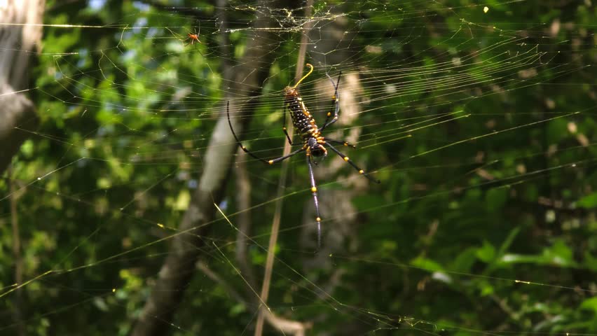 Cinematic 4K close-up footage of a spider web in the jungle with a yellow and black spider resting on it, illuminated by natural sunlight.
