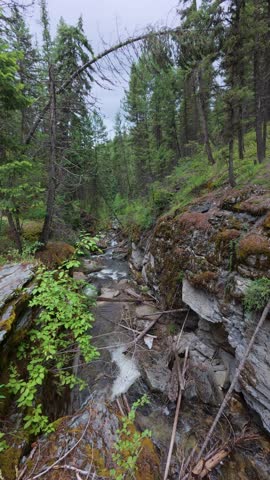 A vertical view of a serene forest stream surrounded by rocks and trees in Grand Teton National Park, Wyoming