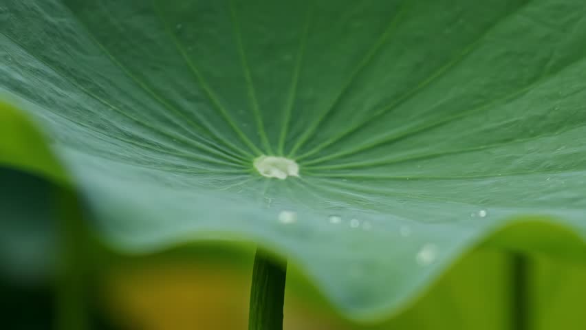 Slow-motion macro of water droplets repelled by a lotus leaf, demonstrating the lotus effect as they gather in the center under vivid natural lighting.

